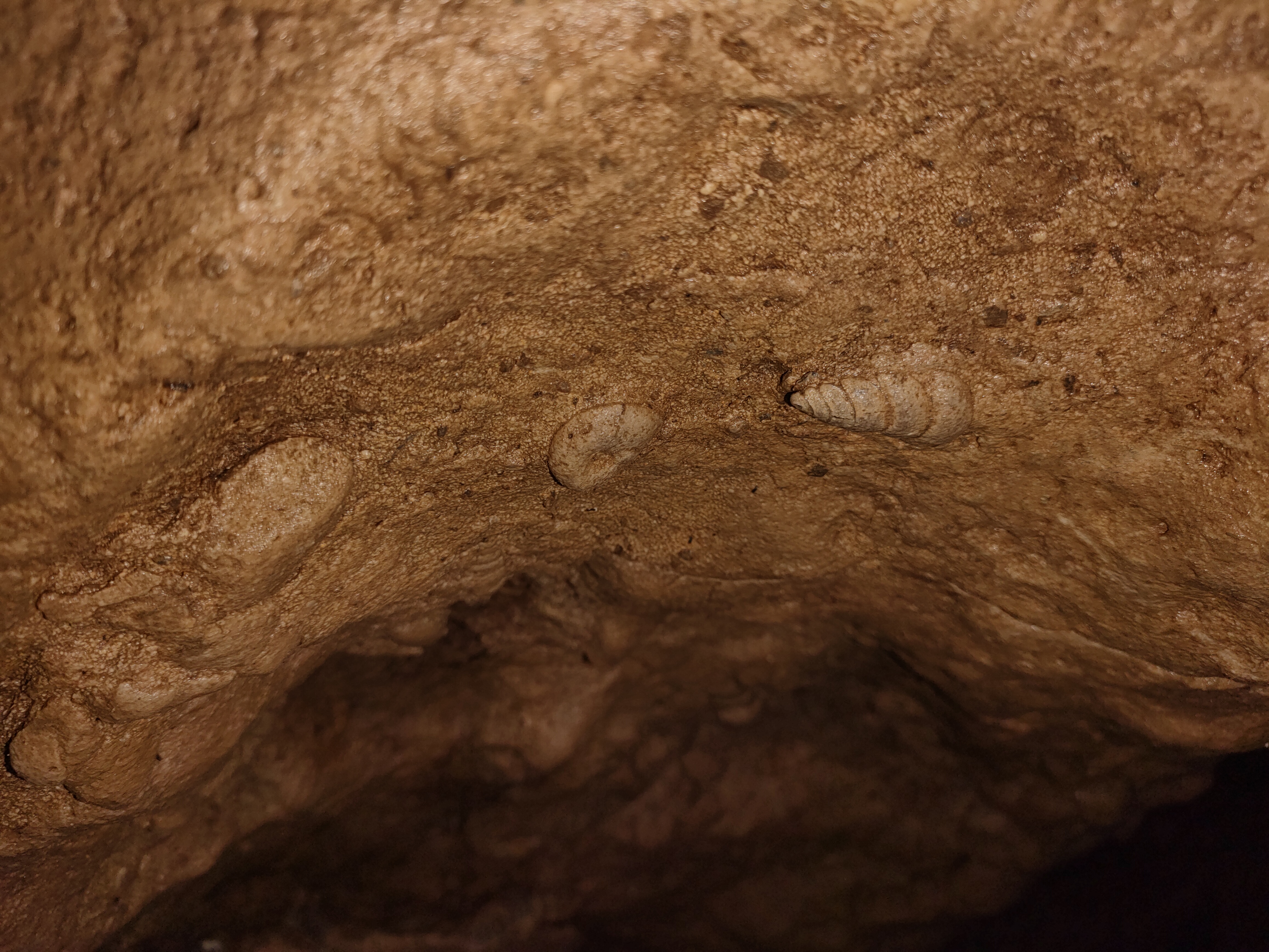 Fossils at Arwah Caves, Meghalaya