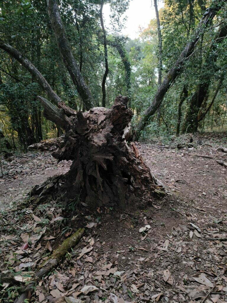 scared forest tree