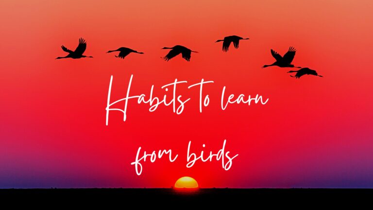 healthy habits to learn from birds