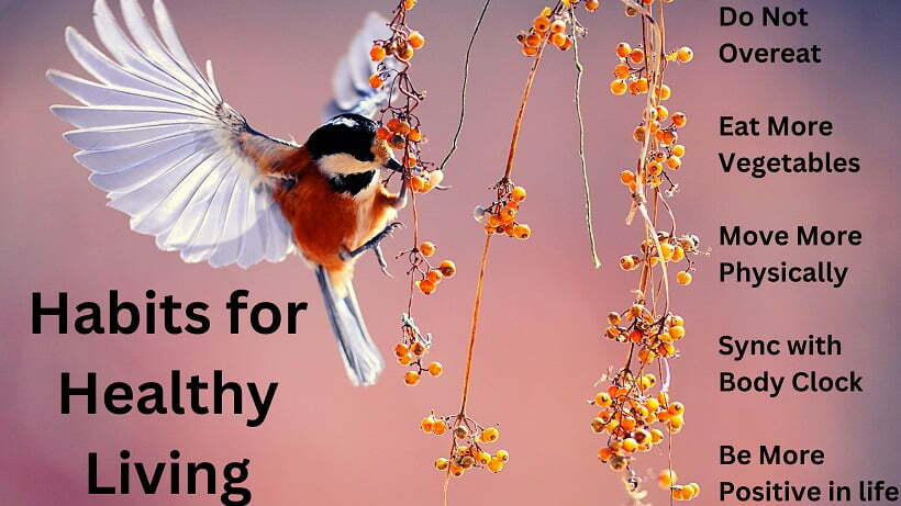 Habits for Healthy Living from Birds