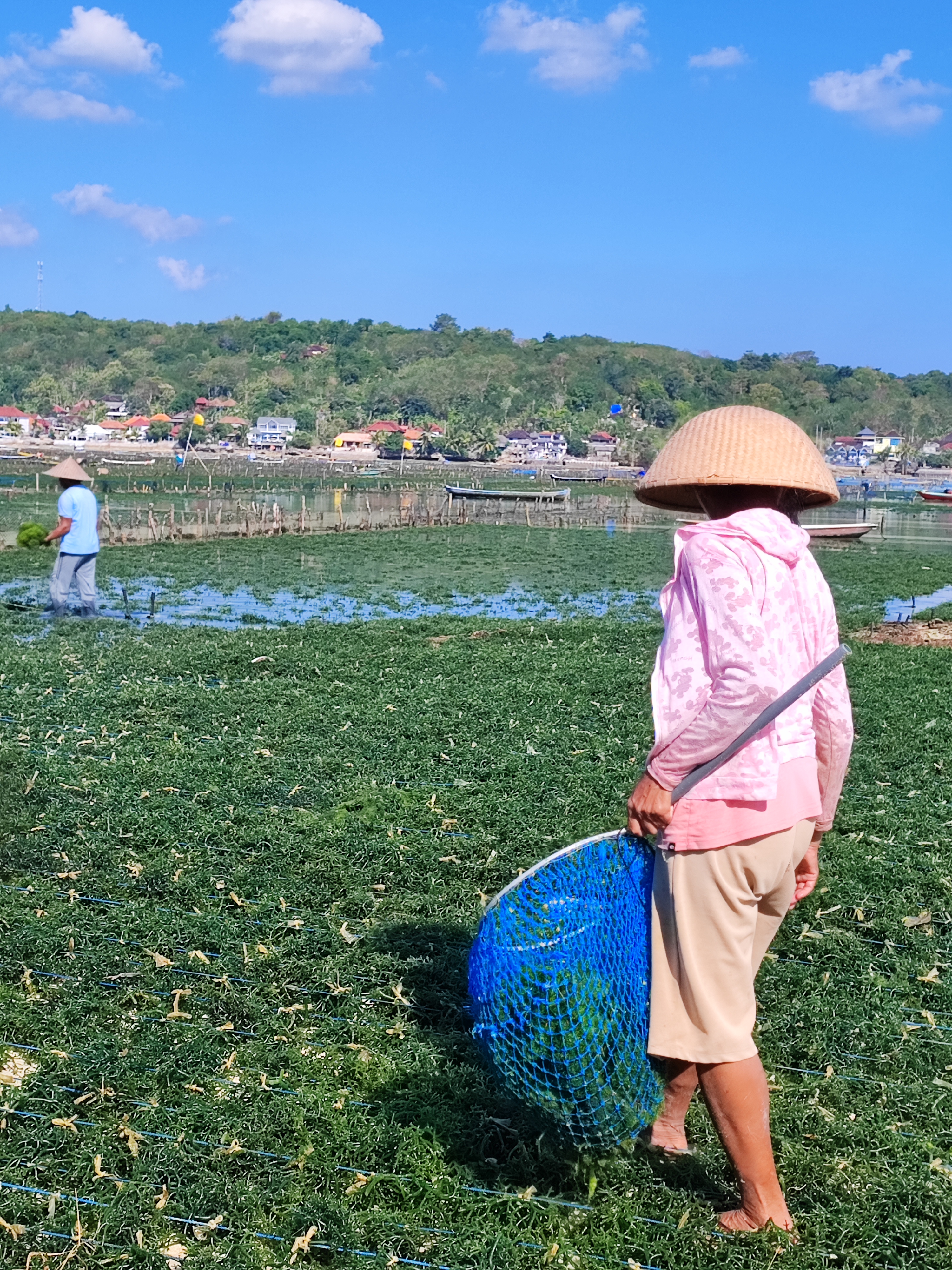 sea weed farming