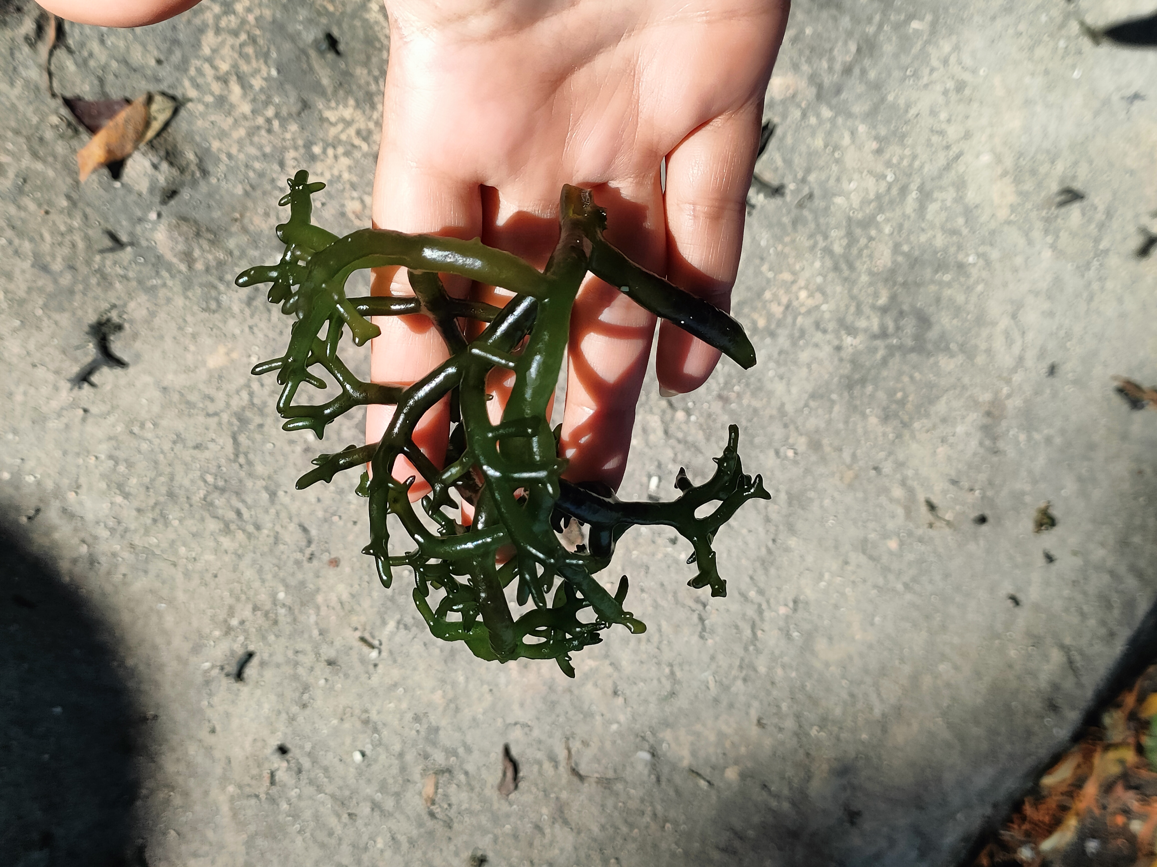 sea weed