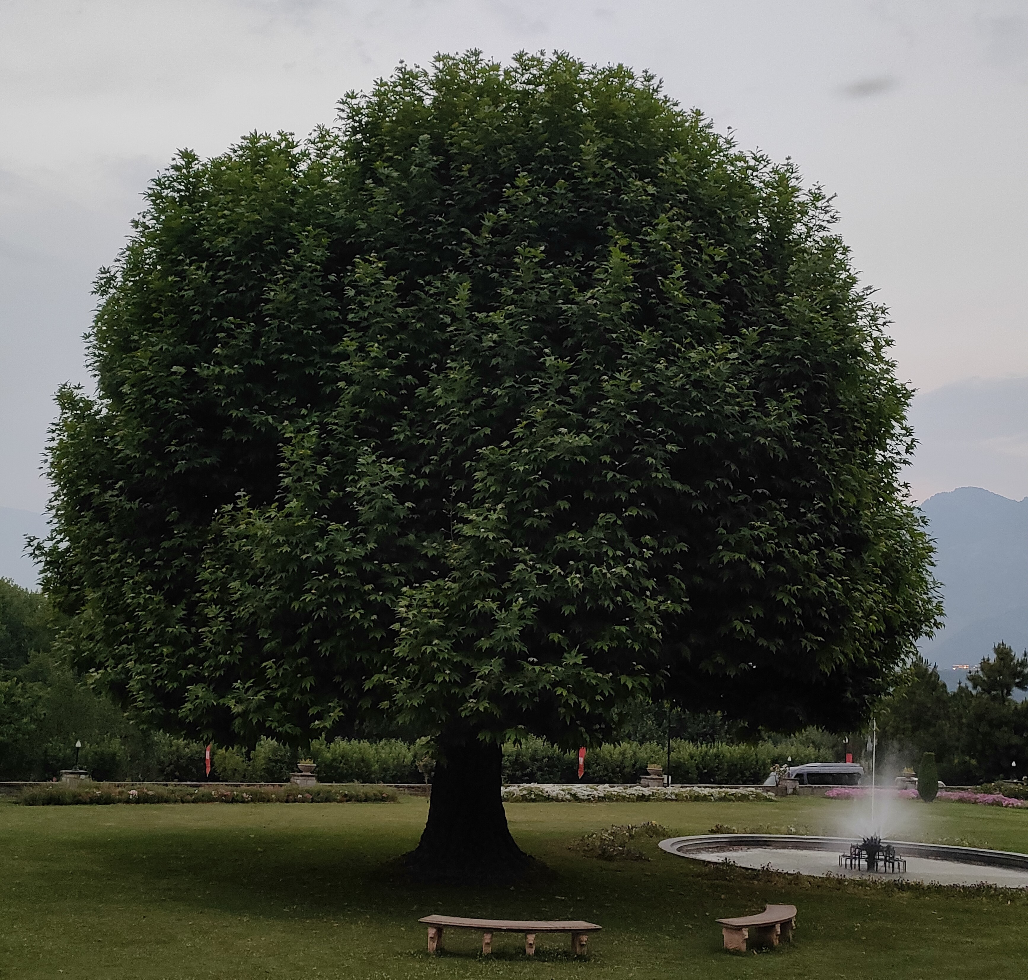 Chinar Tree