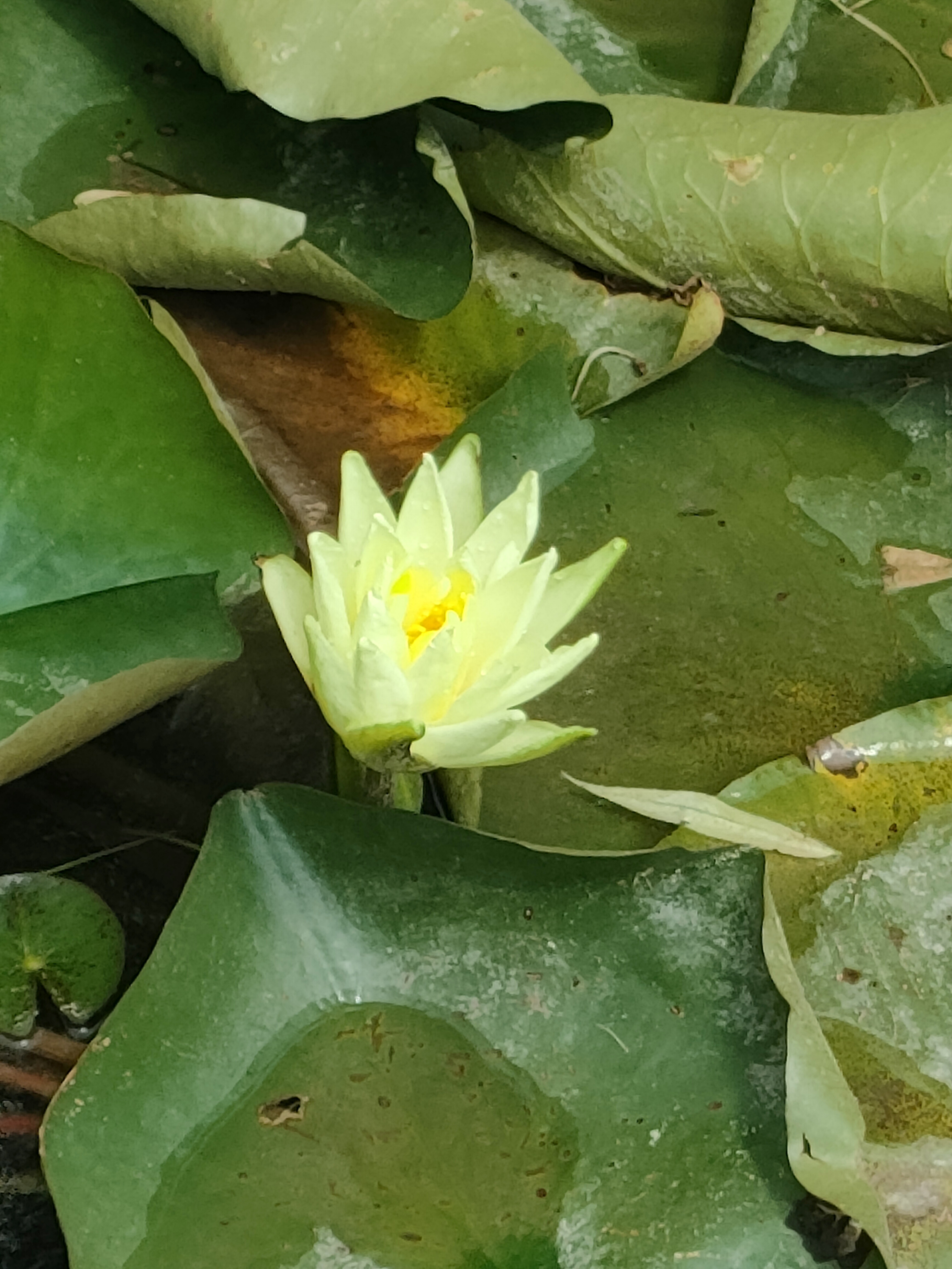 Water Lily