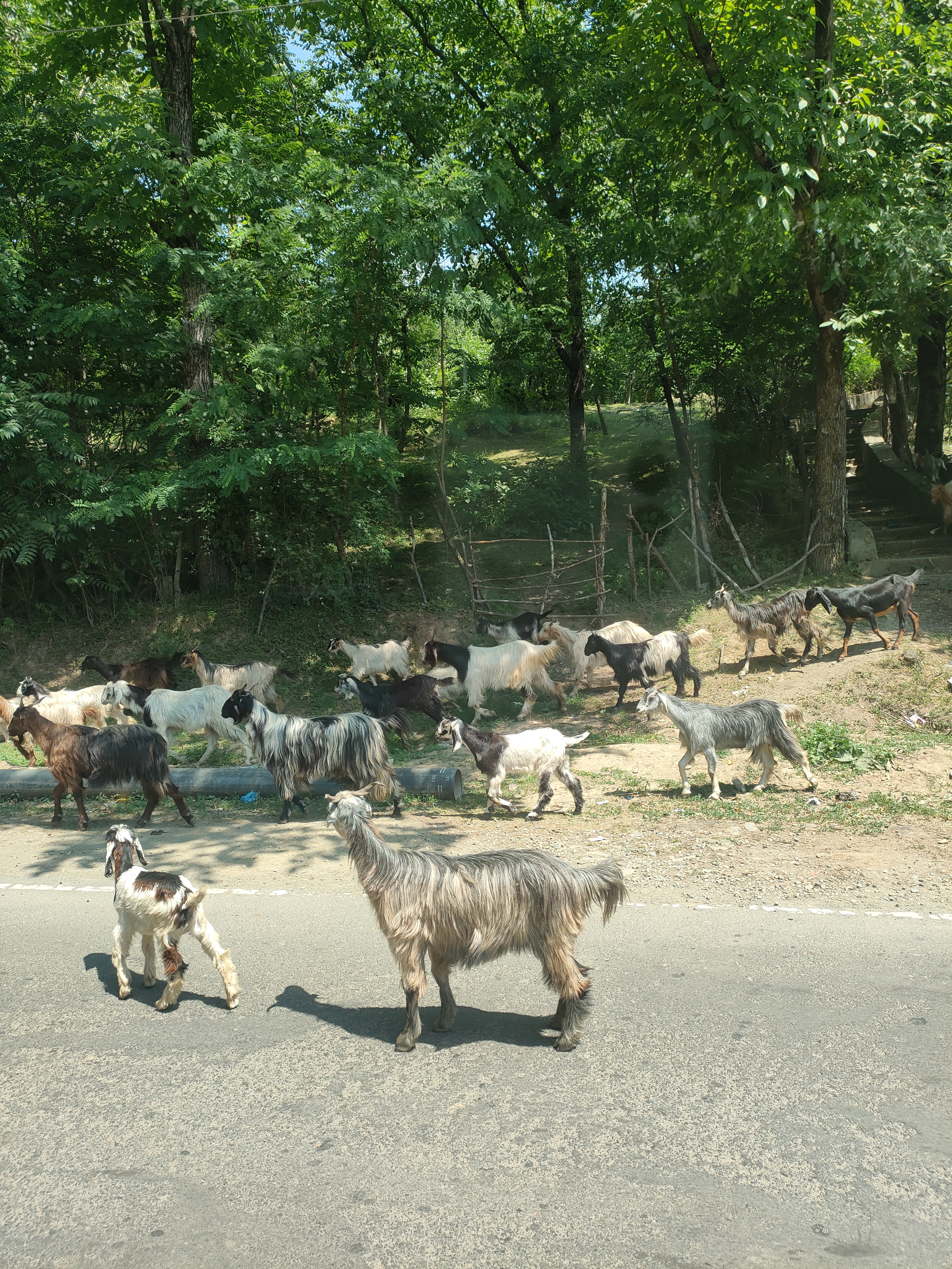 Valley of Shepards