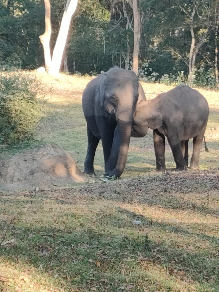 Nagarahole wildlife